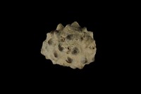 藏品(紫口岩螺)的圖片